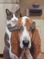 Hunde und Katzen 48567487