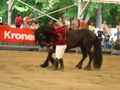 Pferdemesse Wels 2008 44244232