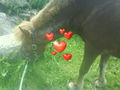 #+*~Meine~Pferd~*+# 44317217