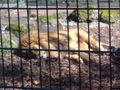 Tierpark Haag 51372199