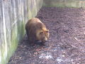 Tierpark Haag 51372285