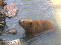 Tierpark Haag 51372317