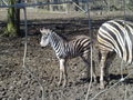 Tierpark Haag 51372619