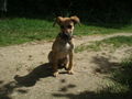 meine hunde 59720530