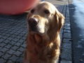 meine hunde 60711514