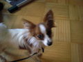 My DOG 62160620