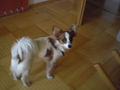 My DOG 62160680