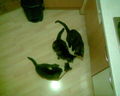 My Cat's :) 45674762
