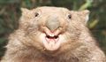 Wombat 44955164