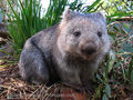 Wombat 44955180