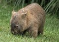 Wombat 44955190