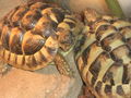 my Nice Turtles 47684768