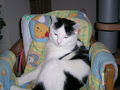 meine katze gary 49701696