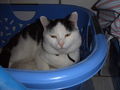 meine katze gary 49701769