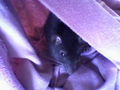 R.I.P mein Schatz.. Mephisto.. 53825416