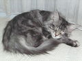 Maine Coonbaby Cashmere 55390605