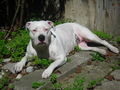 Mein Pit Bull 45472516