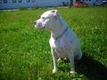 Mein Pit Bull 45472607