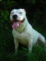 Mein Pit Bull 45472617