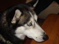 Mein Husky! 51835688