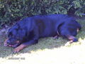 Mein Ex Rotti "Shakira" 46581865