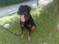 Mein Hund "Shiva" 60621825