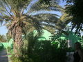 Tunis 2008 58616273