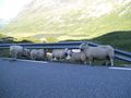 Geiranger Fjord NORWEGEN 65123934