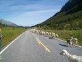 Geiranger Fjord NORWEGEN 65124310