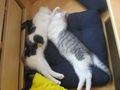 mes chats  45883075