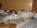 mes chats  45883108