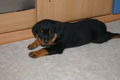 Rottweiler 51039433