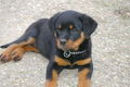 Rottweiler 51040556