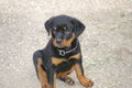 Rottweiler 51040716