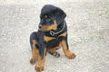 Rottweiler 51041135