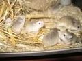 Hamsterbilder 46101220