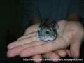 Hamsterbilder 46101225