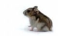 Hamsterbilder 46101230