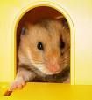 Hamsterbilder 46101234