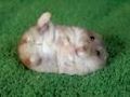 Hamsterbilder 46101239