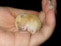 Hamsterbilder 46101248