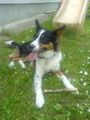 geila hund 53794588