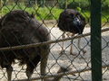 Pöstlingberg TiErGaRtEn 60997807