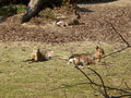 Pöstlingberg TiErGaRtEn 60997817