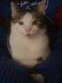 Mein Kater Felix :) 56360058