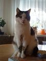 Mein Kater Felix :) 68221696