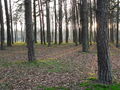 Auschnitz - Birkenau 48903608