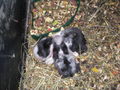 meine 2 Hasenbabys und Mama 58187402