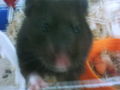Mein Ein -und Alles Hamster Miley!!! 70689607