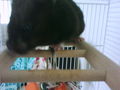 Mein Ein -und Alles Hamster Miley!!! 70689677